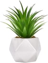 Small Plant Dorm Room Plant