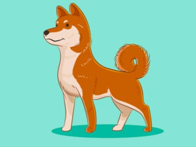 A cartoon illustration features a Shiba Inu dog, commonly associated with the cryptocurrency Shiba Inu (SHIB), standing prominently against a solid teal background. The dog is depicted with its characteristic reddish-brown fur, a white chest and belly, and a curled tail. Its head is slightly turned to the left, showing a subtle smile. In the bottom left corner, the logo "THE COLLEGE INVESTOR" is visible in white text with a red graduation cap icon. This image serves as a visual representation for an article discussing "what is Shiba Inu" and explores the altcoin's history, price skyrocketing, and investment risks, helping readers understand if investing in SHIB is a good choice despite its dog-themed nature and non-revolutionary status.