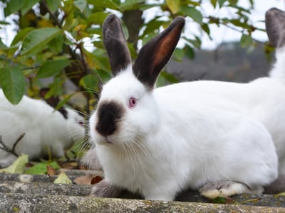 An adult rabbit of the Californian breed