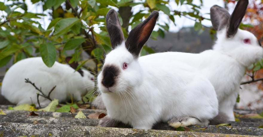 Californian breed rabbits An adult rabbit of the Californian breed