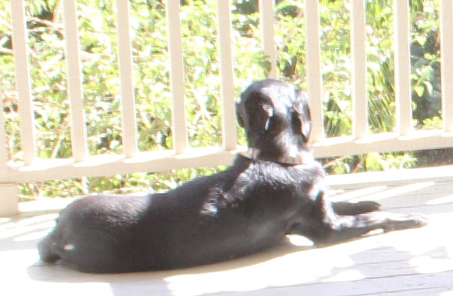 Half Lab Retreiver